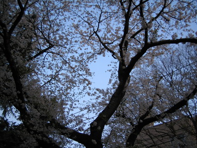07-hanami000.jpg