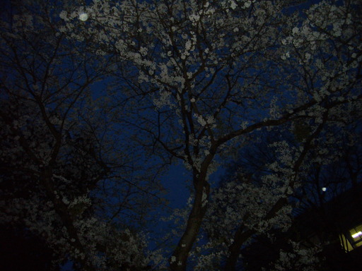 07-hanami008.jpg